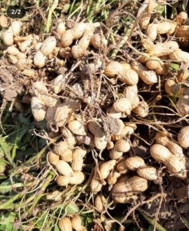  خشکبار | بادام بادام زمینی خام و آجیلی