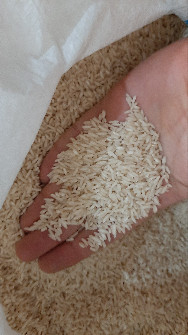  غلات | برنج دم سیاه کلات