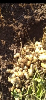  خشکبار | بادام بادام زمینی استانه