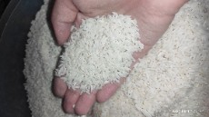  غلات | برنج برنج کاظمی