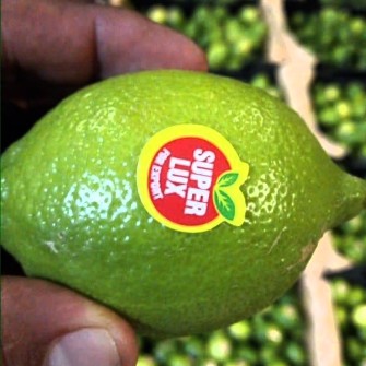  میوه | لیمو ترش لیمو سنگی