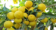  میوه | لیمو شیرین درجه یک