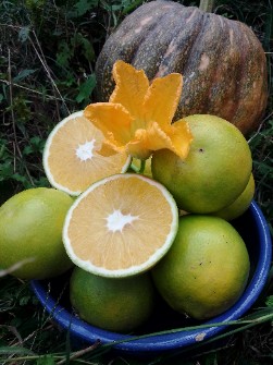  میوه | پرتقال پرتقال تامسون.وپرتقال خونی