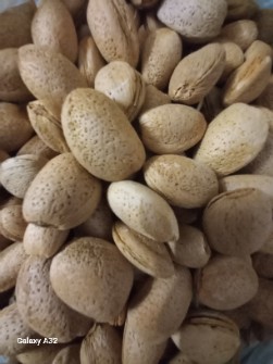  خشکبار | بادام بادام سنگی