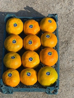  میوه | نارنگی ژاپني درجه يك ممتاز جهت صادرات