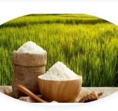  غلات | برنج انواع برنج ایرانی