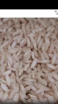  غلات | برنج برنج محلی چمپا درجه یک