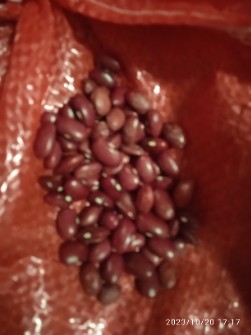  حبوبات | لوبیا لوبیا قرمز بوجاری شده کیسه 35 کیلویی