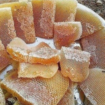  دامپروری | عسل عسل کنار طبیعی درجه 1