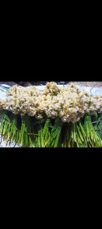  بذر و نهال | گل و گیاه پیاز نرگس شیرازی