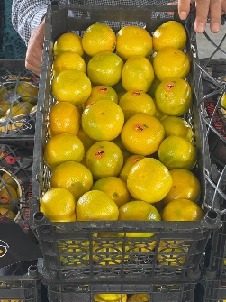  میوه | نارنگی درجه یک صادراتی