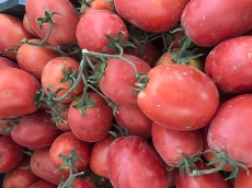  صیفی | گوجه گوجه ربی گوشتی کیلویی 6000