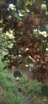  میوه | کیوی هایوارد طلایی بالای 80 گرم رو درخت