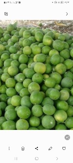  خشکبار | میوه خشک لیمو ترش