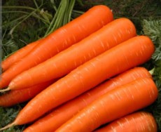  صیفی | هویج هویج نانکو خوش رنگ و یک دست