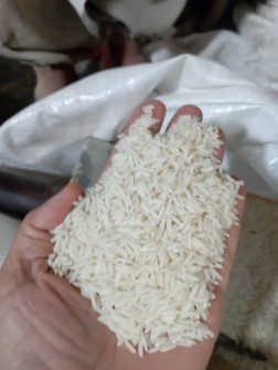  غلات | برنج برنج آستانه اشرفیه