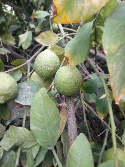  میوه | لیمو ترش لیسبون یا سنگی