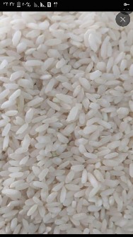  غلات | برنج شلتوک یا برنج محلی جونقان