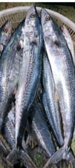 مواد پروتئینی | ماهی ماهی جنوب شیر قباد جش سارم شوریده وغیره