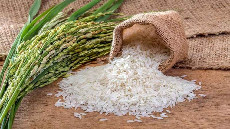  غلات | برنج برنج ناز اندام نورآباد فارس