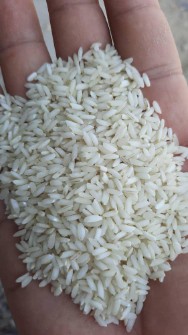  غلات | برنج عنبربو قائم جنوب