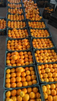  میوه | نارنگی ژاپنی و درجه یک صادراتی