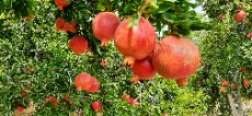  میوه | انار صادراتی دانه قرمز