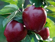  میوه | سیب قرمز