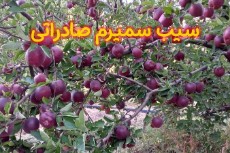  میوه | سیب سیب سمیرم صادراتی
