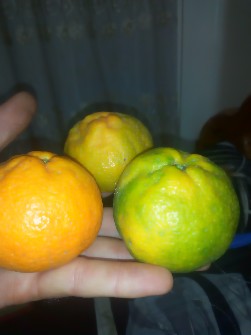  میوه | نارنگی نارمگی معمولی یا محلی.