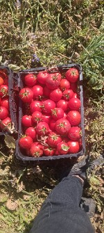  صیفی | گوجه بروویا و باسیما صادراتی