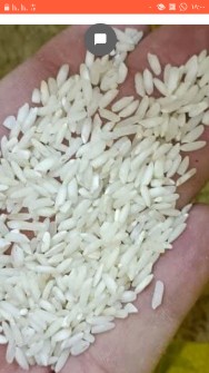  غلات | برنج عنبربو طارم  هاشمی