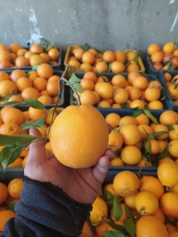  میوه | پرتقال تامسون نارنگی لیمو شیرین