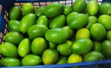  میوه | لیمو ترش لاین کوات