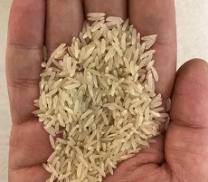  غلات | برنج برنج فجر گرگان اعلاء فروش عمده