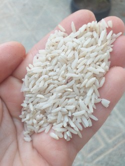  غلات | برنج برنج هاشمی معطر
