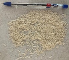  غلات | برنج برنج طارم هاشمی اعلاء فروش عمده
