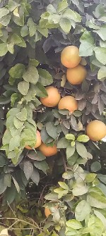  میوه | پرتقال ناول