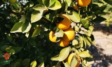  میوه | پرتقال همه نوع مرکبات کوهستان های جیرفت