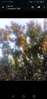  میوه | پرتقال تامسون و یافا