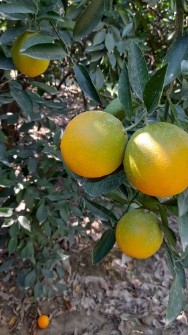  میوه | پرتقال تامسون و یافا
