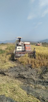  غلات | برنج فجر سوزنی سورت شده