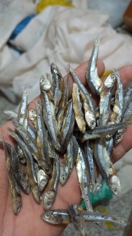  مواد پروتئینی | ماهی ماهی خشک متوتا