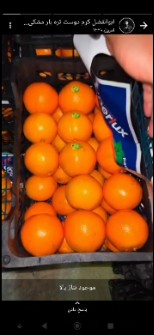  میوه | پرتقال پرتقال شمال