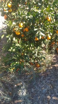  میوه | پرتقال واشنگتن