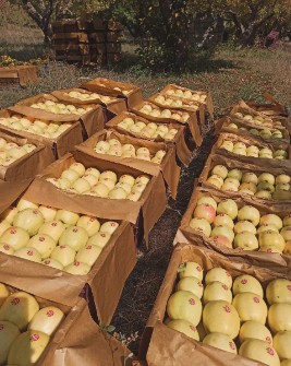  میوه | سیب سیب زرد درجە یک منطقه کوهستانی شهرستان اشنویە
