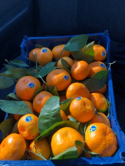  میوه | پرتقال محلی.تامسون.خونی.پیج.ووو
