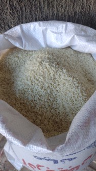  غلات | برنج برنج حصار مشمپا٫صدری