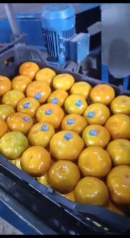  میوه | نارنگی نارنگی درجه یک صادراتی