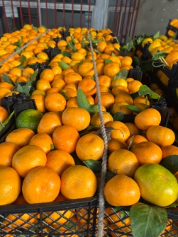  میوه | پرتقال تامسون خونی